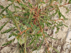 Phyllanthus urinaria