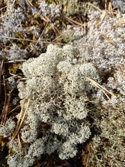 Cladonia stellaris