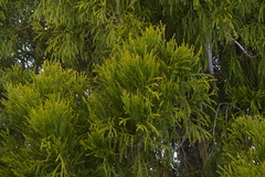 Dacrydium cupressinum