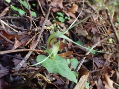 Corybas acuminatus