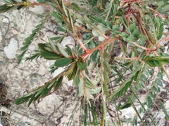 Phyllanthus urinaria