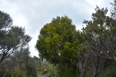Dacrydium cupressinum