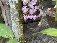Xylocopa latipes
