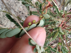 Phyllanthus urinaria