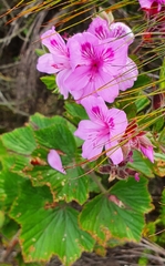 Pelargonium cucullatum
