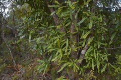 Knightia excelsa