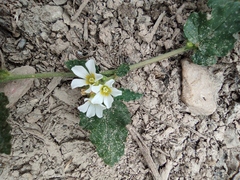 Melochia corchorifolia