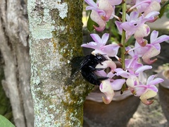 Xylocopa latipes