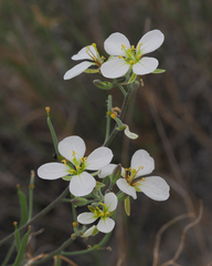 Nerisyrenia linearifolia
