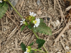 Melochia corchorifolia