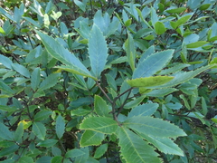 Pseudopanax macintyrei