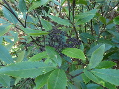 Pseudopanax macintyrei