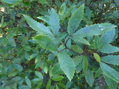 Pseudopanax macintyrei