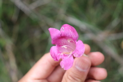 Lophospermum erubescens