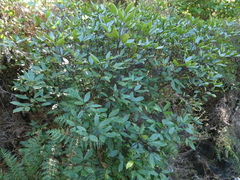 Pseudopanax macintyrei