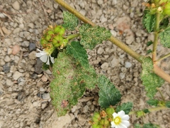 Melochia corchorifolia