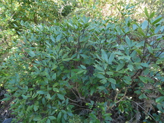 Pseudopanax macintyrei