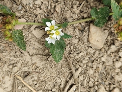 Melochia corchorifolia