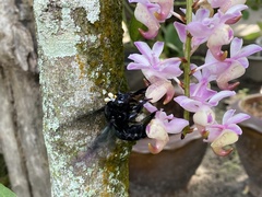 Xylocopa latipes