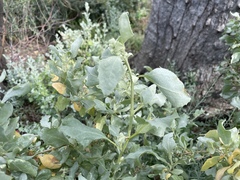 Atriplex nummularia
