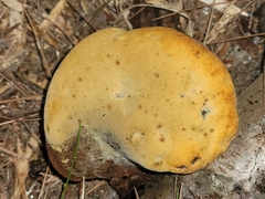 Phaeolus schweinitzii