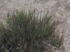 Ephedra torreyana