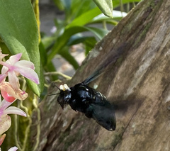 Xylocopa latipes