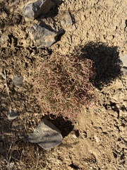 Eriogonum nidularium