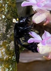 Xylocopa latipes