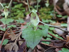 Corybas acuminatus