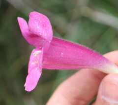 Lophospermum erubescens