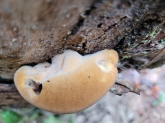 Phaeolus schweinitzii