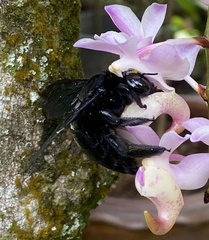 Xylocopa latipes
