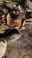 Neolentinus ponderosus