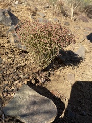 Eriogonum nidularium