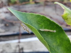 Odontomantis