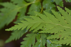 Loxsoma cunninghamii