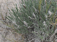 Oreocarya fulvocanescens