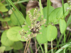 Mitreola