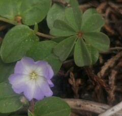 Evolvulus rotundifolius