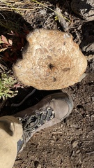 Neolentinus ponderosus