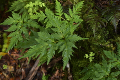 Loxsoma cunninghamii