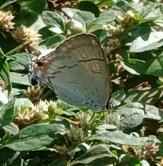 Hypolycaena erylus