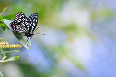 Hestina assimilis
