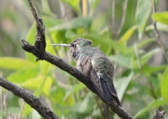 Cynanthus latirostris