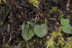 Corybas oblongus