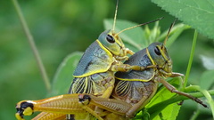 Brachystola behrensii