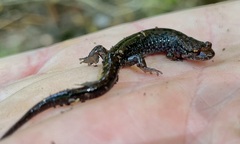 Desmognathus orestes