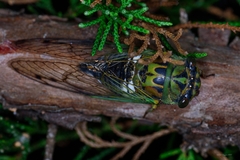 Neotibicen latifasciatus
