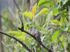 Cynanthus latirostris